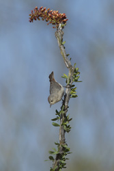 lucys warbler